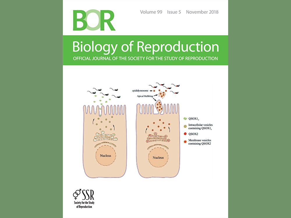 圖2:此次研究計畫與成果發表於繁殖生理知名國際期刊Biology of Reproduction，更登上11月份期刊封面