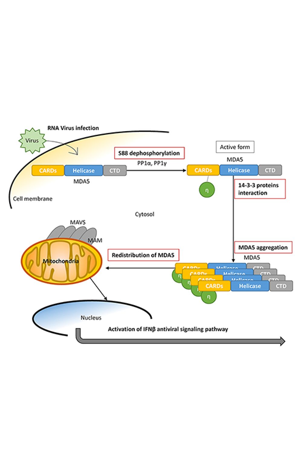 14-3-3蛋白家族在RIG-I like receptors (RLRs)抗病毒訊息傳遞路徑扮演的角色