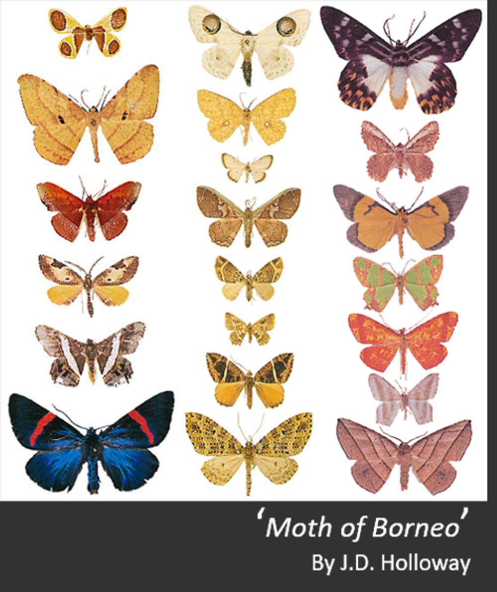 圖2:Moth of Borneo by J.D. Holloway