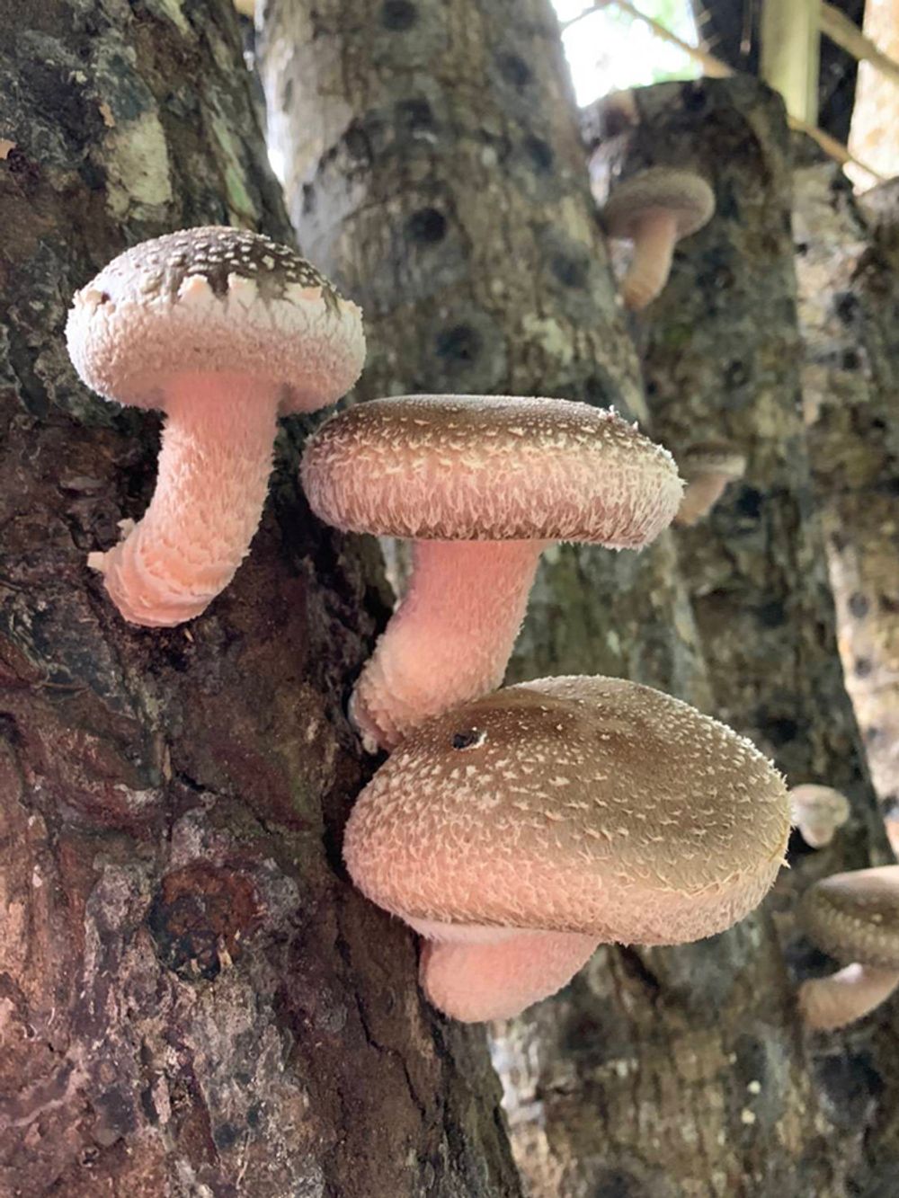 溪頭低溫潮濕的環境使得段木香菇碩大肥厚。