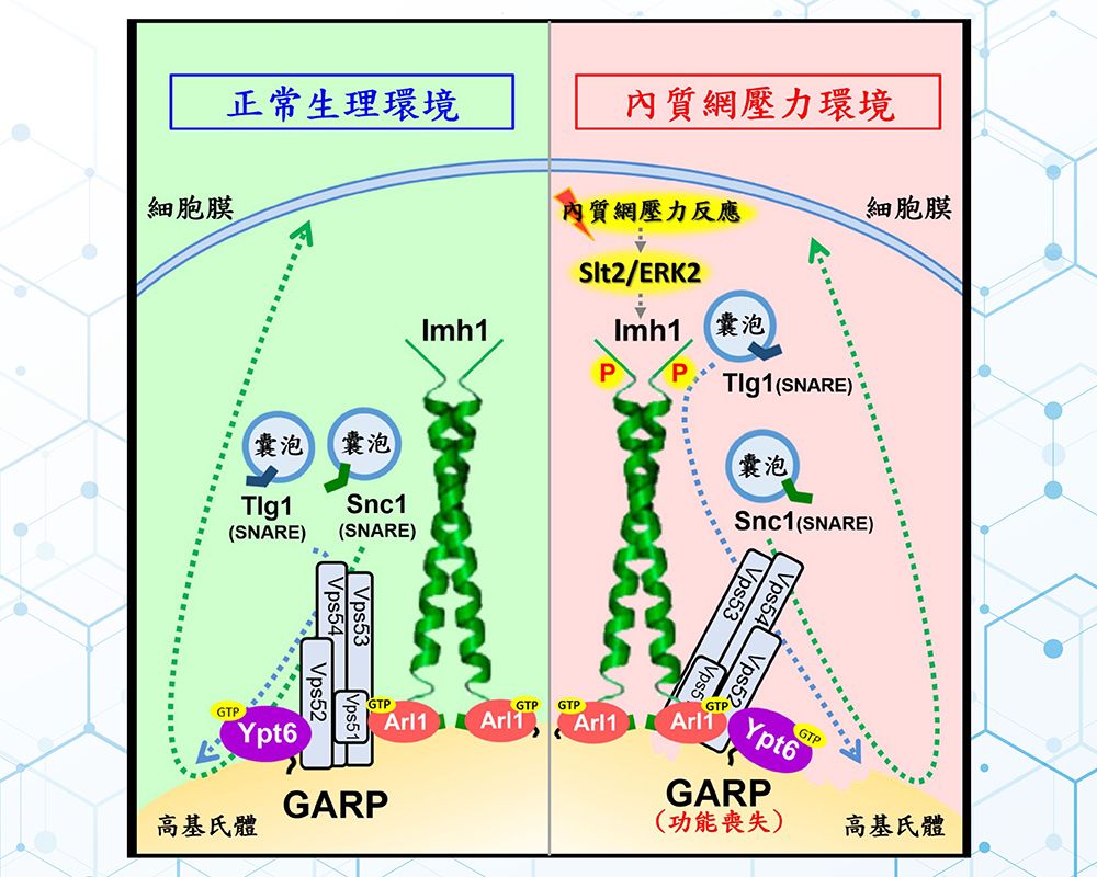 內質網壓力誘導高基氏體逆向運輸功能之新發現-封面圖