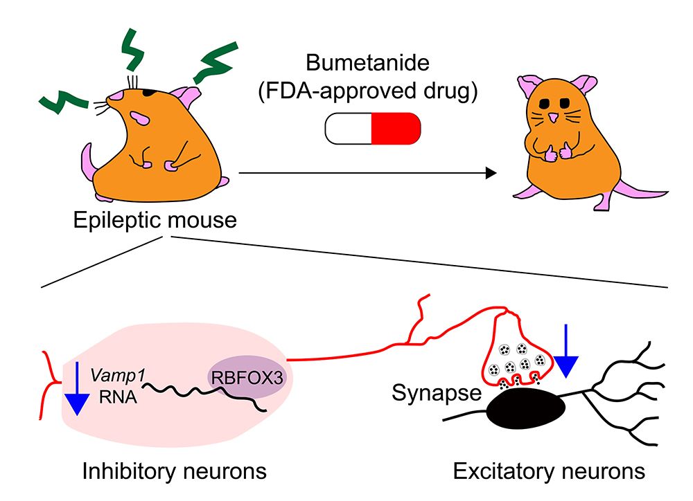 圖1:Rbfox3基因剔除的癲癇小鼠，其癲癇發作可被Bumetanide藥物抑制。其抑制性神經元內Vamp1表現量下降，導致抑制性神經元對興奮性神經元的突觸調控下降，進而誘發癲癇。