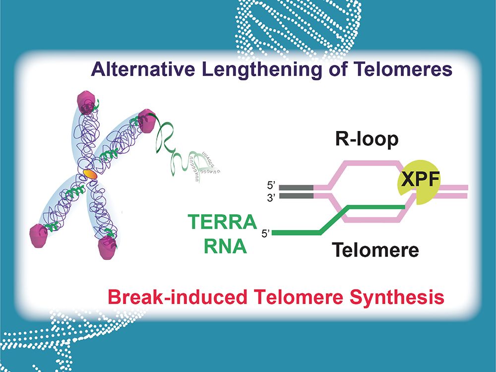 圖1:染色體的末端轉錄出TERRA RNA，與端粒DNA 形成迴圈 (R-loop)，其特殊結構會誘導XPF內切酶到端粒上，並產生DNA 斷裂，促進DNA 損傷的訊息，以啟動DNA生成機制來延長端粒---此為非典型端粒延長模式 。