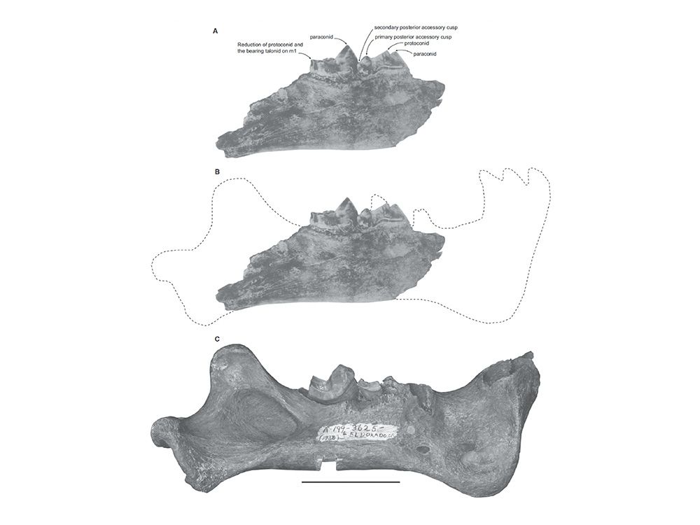 圖2:A-	台灣首次發現於證實的劍齒虎標本。B- 臺灣劍齒虎下顎的復原。C-	美國阿拉斯加所發現的劍齒虎完整下顎。