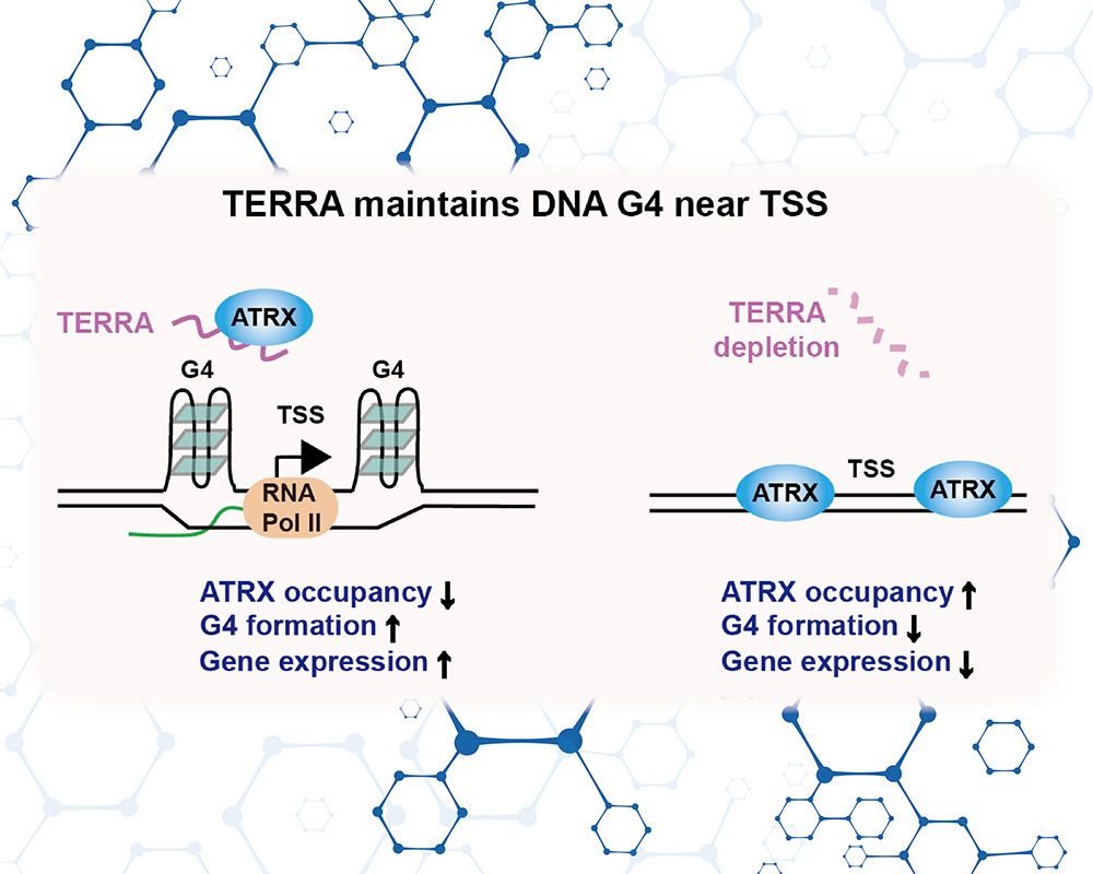 分子與細胞生物學所朱雪萍助理教授團隊　研究成果刊登Nucleic Acids Research-封面圖