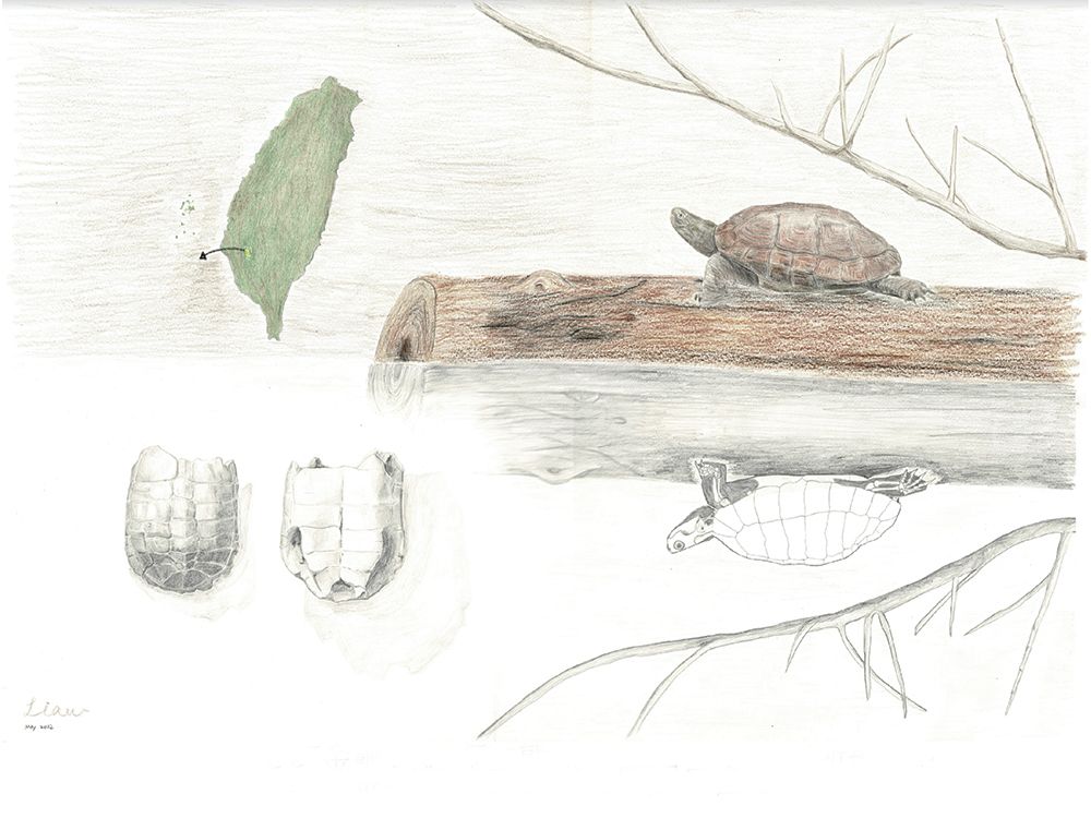 圖2:臺灣更新世的金龜與其古生態的復原圖。由廖翊如繪製。