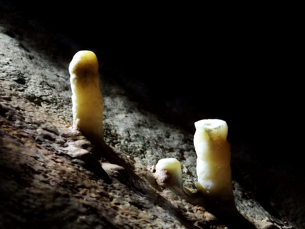 圖5:女巫洞洞穴內石筍照片。