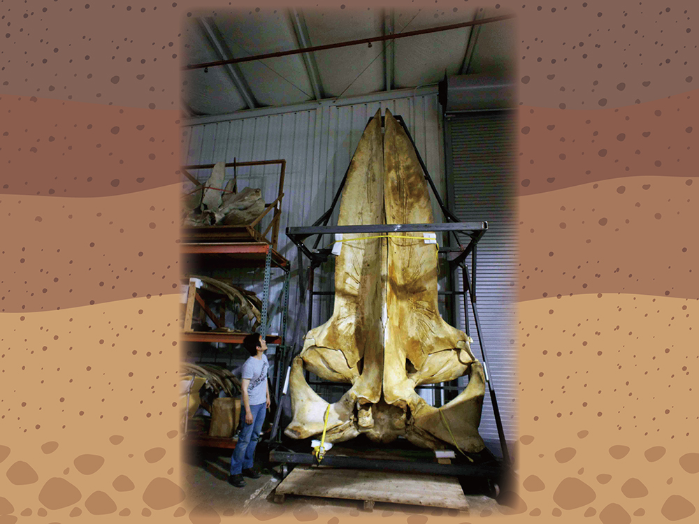 圖1:蔡政修與典藏於美國史密遜自然史博物館(National Museum of Natural History, Smithsonian Institution)現生藍鯨頭骨的合照，顯示出藍鯨的巨大。