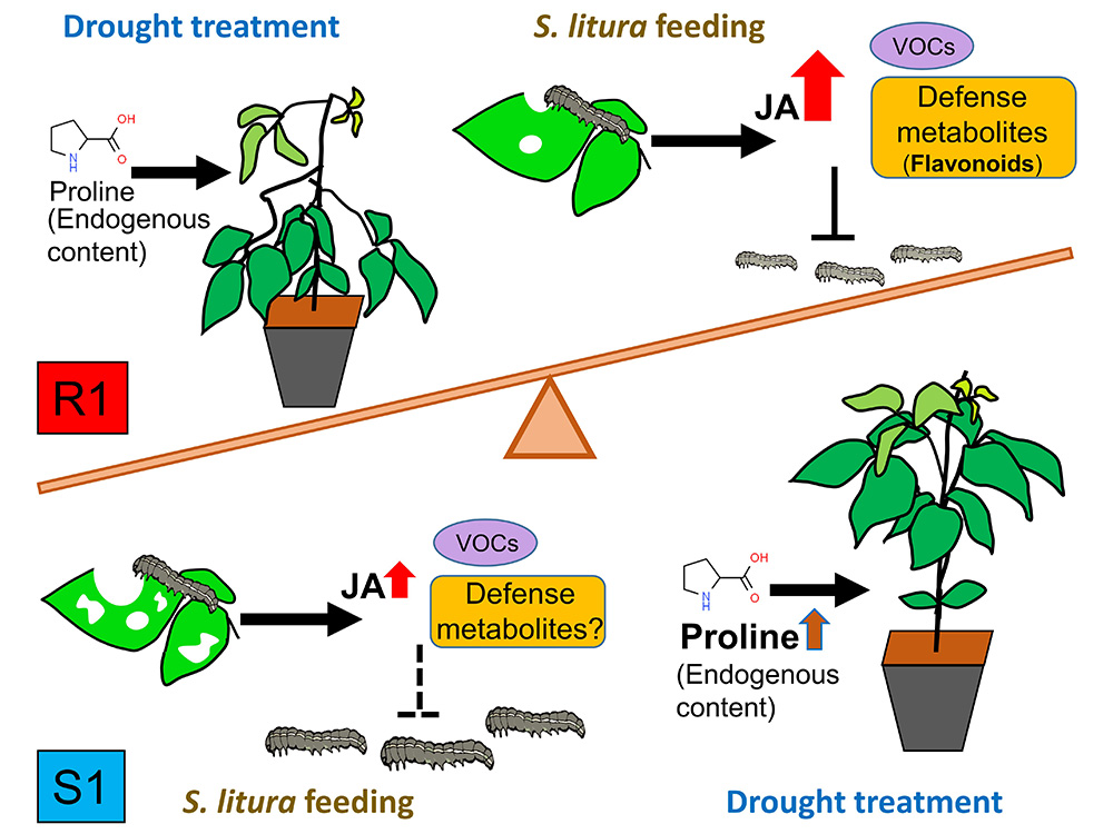 圖1:植物科學研究所陳賢明助理教授發現野生綠豆的抗蟲防禦機制，此為研究結論圖。