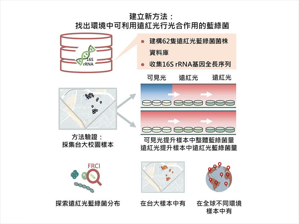 建立鑑定藍綠菌的新方法顯示以遠紅光行光合作用的藍綠菌也存在臺大校園中-封面圖