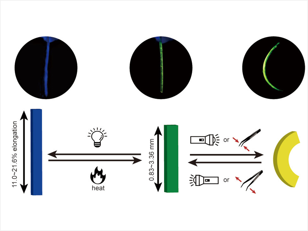 圖1:分子晶體之刺激響應性質(伸長、彎曲、螢光變色)之示意圖和螢光照片。
