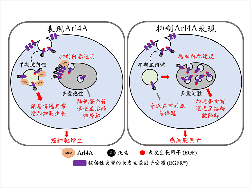 Arl4A可調控癌細胞 中表皮生長因子受體(EGFR)之降解-封面圖